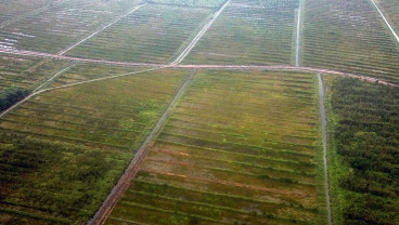 Petani Meminta Pemerintah Untuk Merehabilitasi Irigasi Food Estate di Kalimantan Tengah