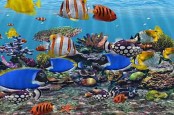 KKP Belum Libatkan UMKM dalam Expo Ikan Hias, Ini Alasannya