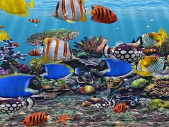 KKP Belum Libatkan UMKM dalam Expo Ikan Hias, Ini Alasannya