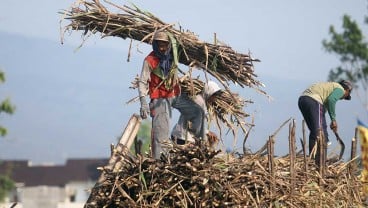 Bukan Cuma Gula, Sugar Co Bentukan Erick Thohir juga Akan Pasok Bahan Bioetanol