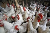 Pemerintah Pangkas Populasi Ayam, Simak Rekomendasi Emiten Unggas CPIN, JPFA, dan MAIN