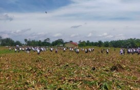 Optimalkan Aset Perusahaan, SPBUN PTPN IV Selamatkan Areal Kebun Bah Jambi