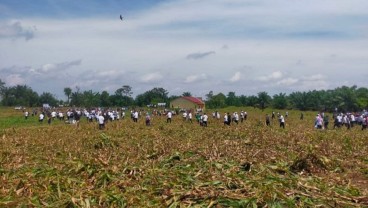 Optimalkan Aset Perusahaan, SPBUN PTPN IV Selamatkan Areal Kebun Bah Jambi