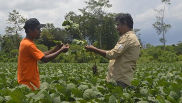 Grup Austindo (ANJT) Catat Pertumbuhan Penjualan Edamame 178,5 Persen