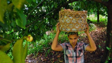 Pemkab Tanah Datar Kerahkan Petani Milenial di Perdesaan