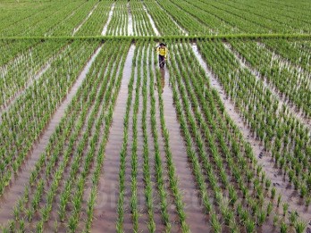 Serikat Petani: Produksi Padi Tahun Ini Susut, Ini Penyebabnya