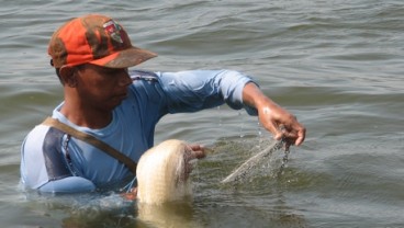 Ikan Sidat Dilarang Ditangkap, Kawasan Konservasi Dipetakan