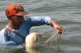 Ikan Sidat Dilarang Ditangkap, Kawasan Konservasi Dipetakan