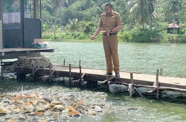 Kementeria Kelautan Kucurkan Rp12,1 Miliar di Pasaman, Garap Pakan Ikan