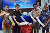 Penyelundupan 26.432 Ekor Benih Lobster di Bandara Juanda Digagalkan