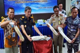 Penyelundupan 26.432 Ekor Benih Lobster di Bandara…