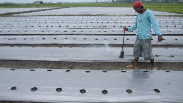 Petani Hortikultura Balikpapan Diminta Pakai Pupuk Organik, yang Subsidi Langka?