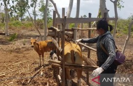 Padang Gembalaan Sapi Dukung Pengembangan Ternak NTT