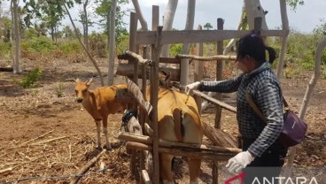 Padang Gembalaan Sapi Dukung Pengembangan Ternak NTT