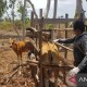 Padang Gembalaan Sapi Dukung Pengembangan Ternak NTT