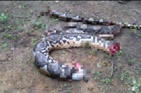 Perempuan di Jambi Dimakan Ular Piton