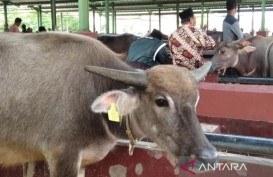 Warga Kudus Diminta Beli Ternak Bertanda Pengenal