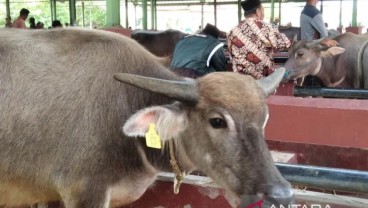 Warga Kudus Diminta Beli Ternak Bertanda Pengenal