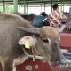 Warga Kudus Diminta Beli Ternak Bertanda Pengenal