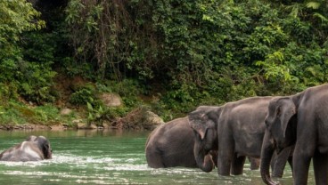 Mengeksplorasi Wisata Hidden Gem di Tangkahan, Sumatra Utara