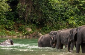 Mengeksplorasi Wisata Hidden Gem di Tangkahan, Sumatra Utara