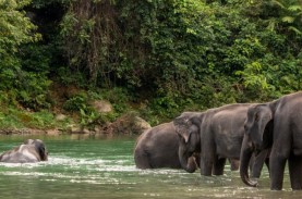 Mengeksplorasi Wisata Hidden Gem di Tangkahan, Sumatra…
