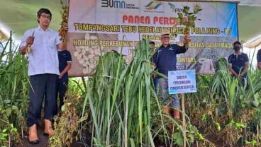 Perkebunan Nusantara Siap Tumpangsari Tebu dan Kedelai 35.000 Ha