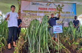 Perkebunan Nusantara Siap Tumpangsari Tebu dan Kedelai 35.000 Ha