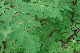 Kisah 2 Pemuda Sukses Bisnis Daun Kelor