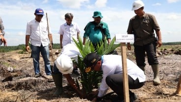 PTPN V Remajakan 13.727 Hektare Perkebunan Sawit Inti Hingga 2026