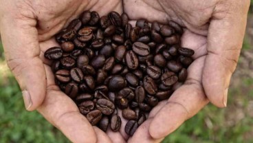 Prospek Kopi yang Tak Seindah ‘Kopi Senja’