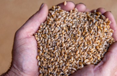 Rusia Mundur dari Kesepakatan Gandum Ukraina, Alarm Harga Pangan Melonjak Lagi?