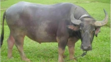 Waspada, Ratusan Kerbau Mati Akibat Penyakit Sapi Ngorok di Riau