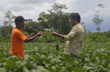 Beban Bahan Bakar dan Pupuk Naik, Austindo Nusantara (ANJT) Masih Raih Laba US$21 Juta