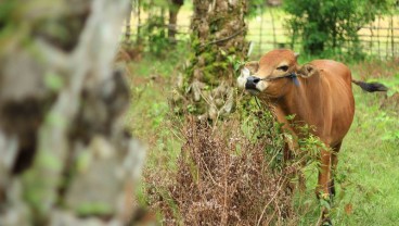 Vaksinasi Sapi Perah di Sumbar Terlaksana 100 Persen, Sapi Potong Jauh dari Target