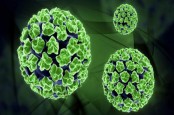 Kenali Apa Itu HPV, Virus Penyebab Berbagai Jenis Kanker