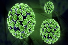 Kenali Apa Itu HPV, Virus Penyebab Berbagai Jenis…