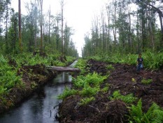Rimba Makmur Utama Gandeng BRIN Kolaborasi Riset Restorasi Lahan Gambut
