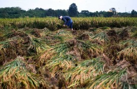 Lahan Pertanian Susut, Produksi Gabah di Kabupaten Cirebon Malah Naik