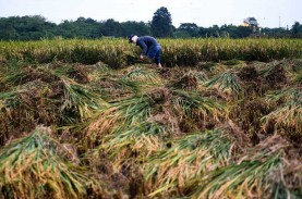 Lahan Pertanian Susut, Produksi Gabah di Kabupaten…