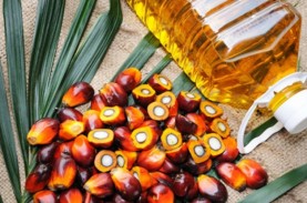 Opini: Strategi Palm Co & Bisnis Sawit Dunia