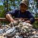 Harga Komoditas Perkebunan di Provinsi Riau Turun Merata Pekan Ini