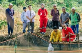 Jelajah Migas: Kelompok Tampalo Bertekad Menjadi Sentra Produksi Ikan Sungai di Langgam