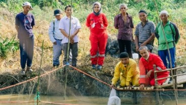 Jelajah Migas: Kelompok Tampalo Bertekad Menjadi Sentra Produksi Ikan Sungai di Langgam