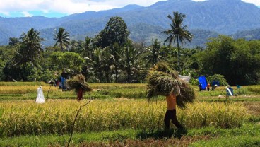 Lahan Sawah di Sumbar Menyusut 20.000 Ha