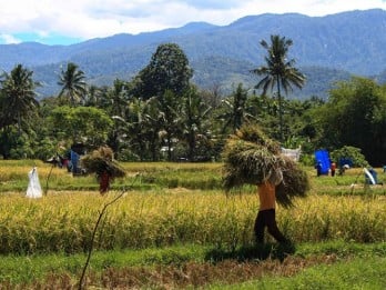 Lahan Sawah di Sumbar Menyusut 20.000 Ha