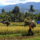 Lahan Sawah di Sumbar Menyusut 20.000 Ha