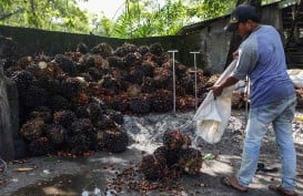 Indonesia Dorong Penerapan Industri Sawit Berkelanjutan, Ini Tujuannya