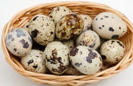 Catat, Ini Manfaat Konsumsi Telur Puyuh yang Harus Diketahui