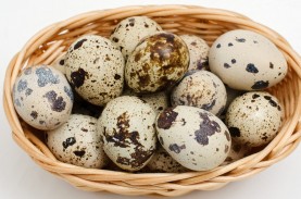 Catat, Ini Manfaat Konsumsi Telur Puyuh yang Harus…